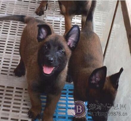 楚雄买狗 楚雄买马犬 云南狗场出售小马犬